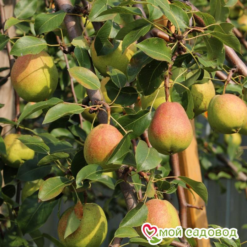 Груша Фаворитка Осенняя