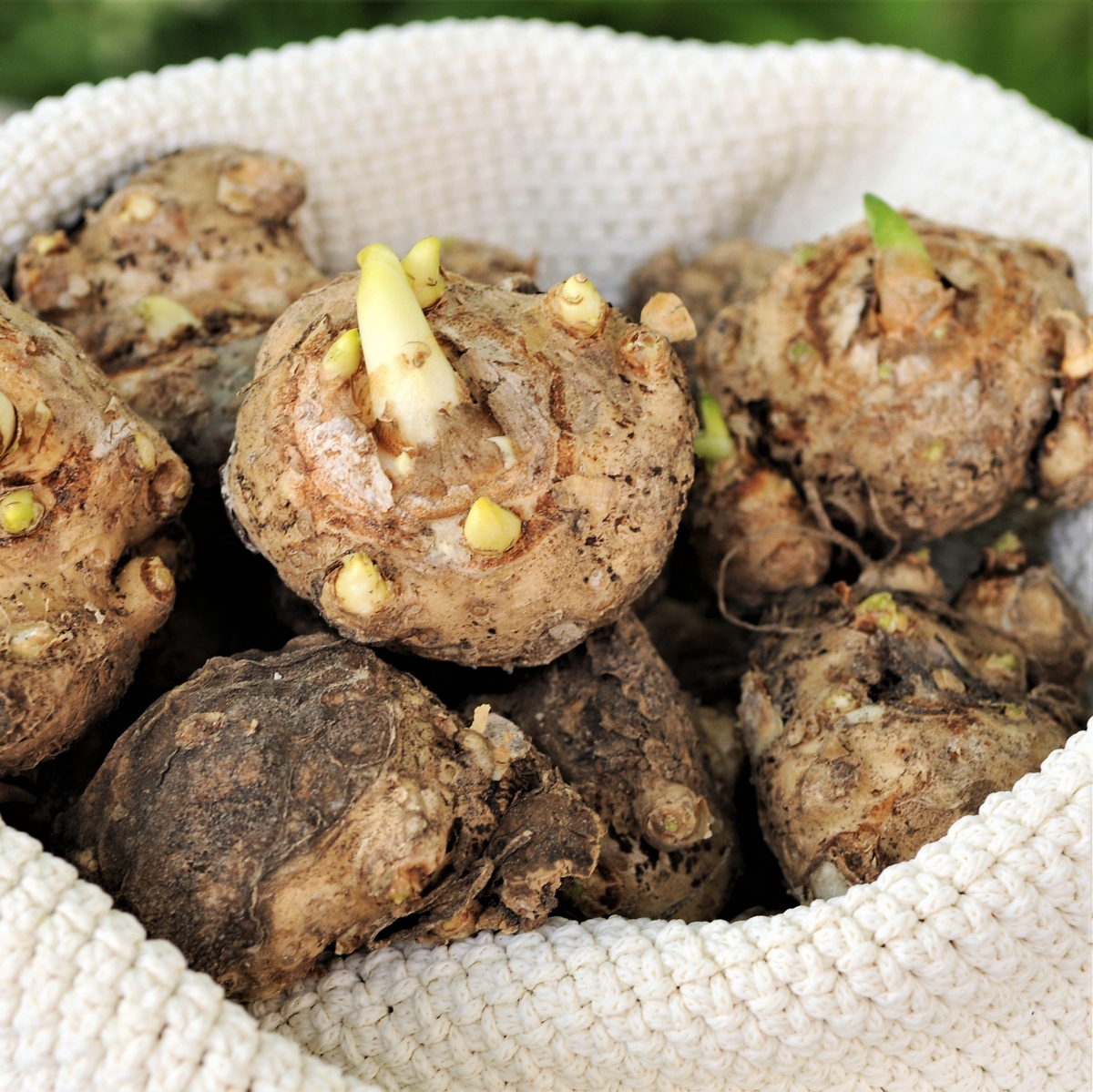 Калла Аллюр