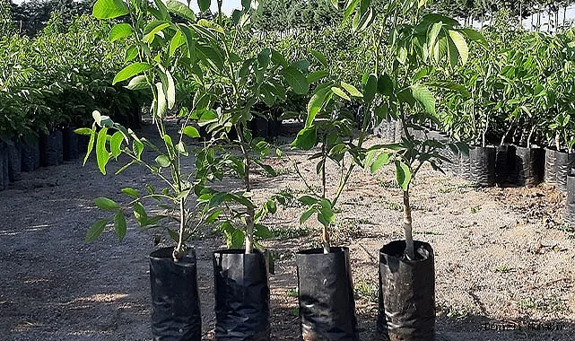 Грецкий Орех Песчанский